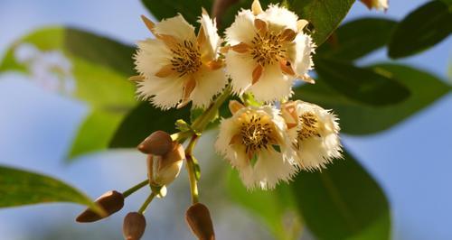 杏花古代别称的花语与寓意（探寻杏花古代别称中的美丽与哲思）