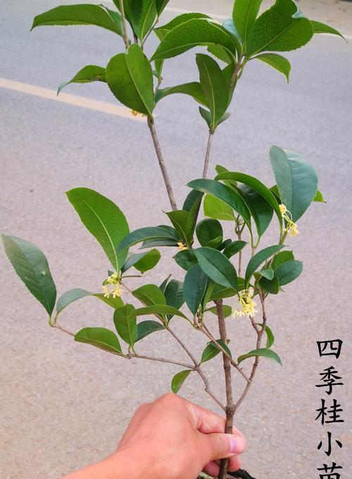 日香桂剪枝指南（合适的时间）