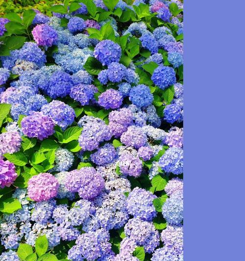 绣球花（解读绣球花的花语及象征意义）