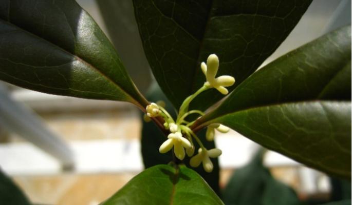 了解日香桂的花期和魅力（了解日香桂的花期和魅力）