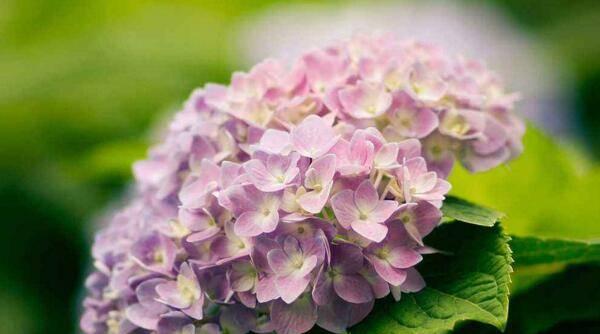 绣球花的花语——爱的承诺（以绣球花为媒介）
