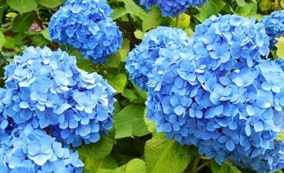 绣球花的花语与寓意（绽放多彩的情感世界）