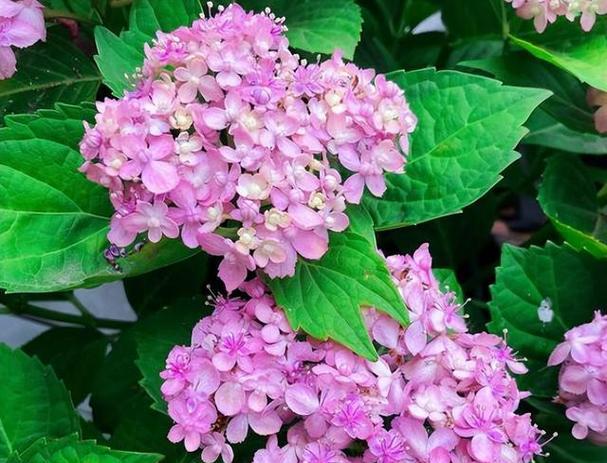 解读绣球花语（绣球花语代表的含义及传达的情感）