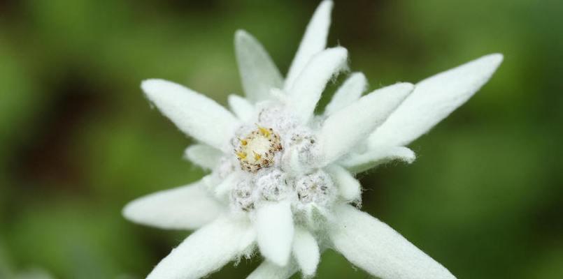 绒花花语与寓意（探究绒花在文化中的意义）