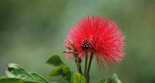 绒花花语与寓意（探究绒花在文化中的意义）