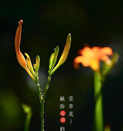 以萱草的花语萱草的传说（浓情似水）