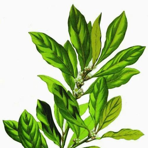 肉桂的分类与特征（肉桂是裸子植物吗）