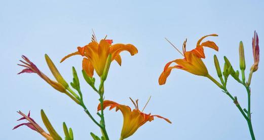 萱草花语与寓意（探寻萱草的花语和象征意义）