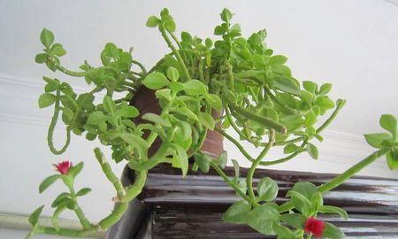 肉肉吊兰的养殖方法与注意事项（打造居家美学）