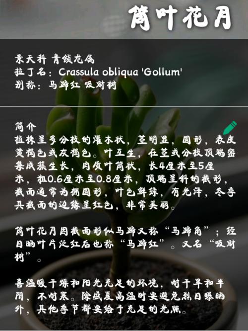 肉肉吊兰的养殖方法与注意事项（打造居家美学）