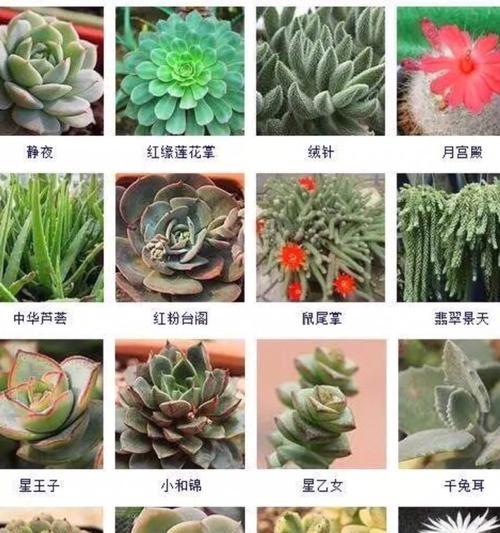 四季肉肉的浇水方法（春夏秋冬）