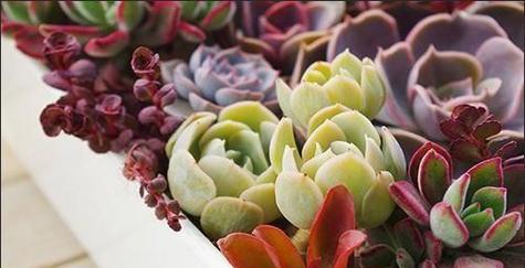 冬季肉肉植物养护指南（让你的肉肉植物度过寒冬随时都保持翠绿）