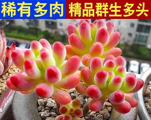 肉肉植物（了解肉肉植物的养殖方法与养护要点）