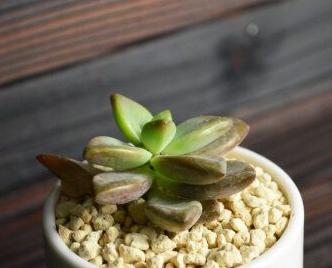 肉肉种子的种植方法（让你轻松种出美丽肉肉植物）
