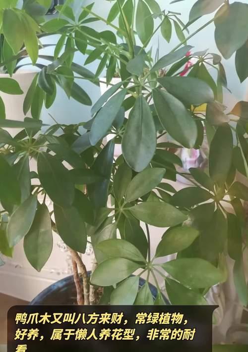 以鸭脚木为寓意的养护之道（鸭脚木）