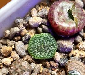 肉锥安贞多头养殖技巧（打造高品质多头种植基地）