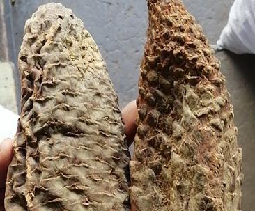 肉苁蓉种植成本与利润分析（一亩地能产多少斤）