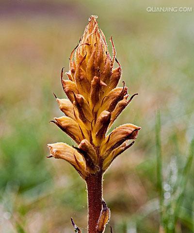 肉苁蓉种植成本与利润分析（一亩地能产多少斤）