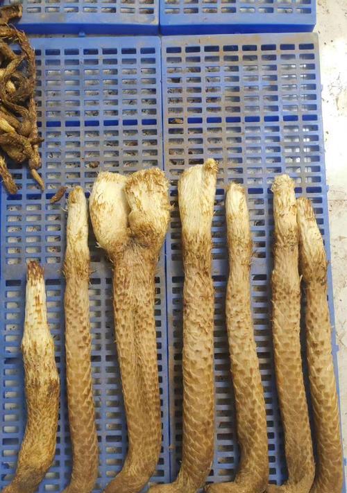 肉苁蓉：一种珍贵的中药材