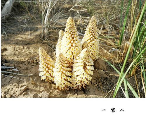 肉苁蓉种植指南（适合什么地方种植）