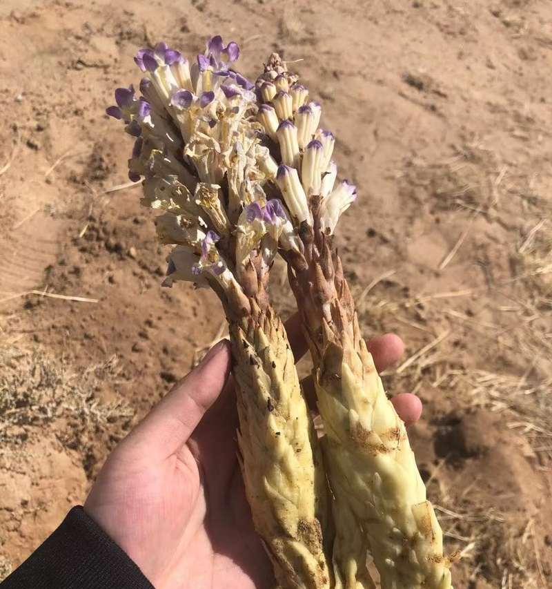 肉苁蓉种植指南（适合什么地方种植）
