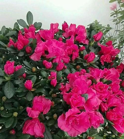 养杜鹃花的寓意与意义（以杜鹃花养心灵）