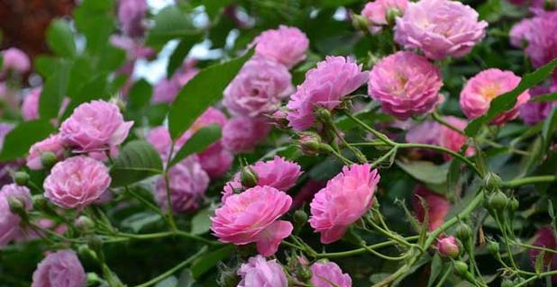 野蔷薇的花语与代表意义（探索野蔷薇背后的美丽寓意）