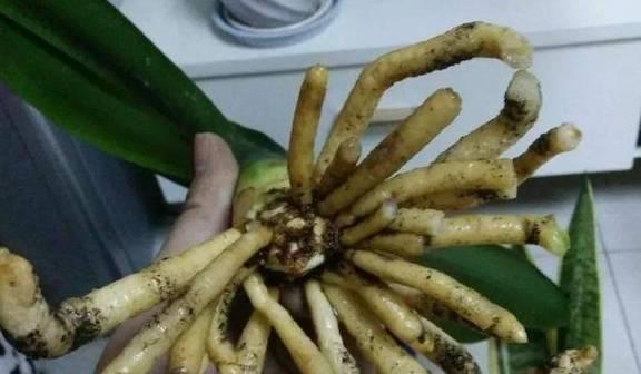 让君子兰快速生根的方法（掌握关键技巧）