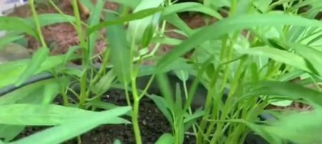 快速生根的空心菜种植方法（从栽种到移植）