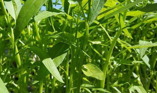 快速生根的空心菜种植方法（从栽种到移植）