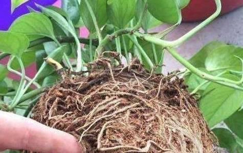 绿萝快速生根的方法（掌握这5个技巧）