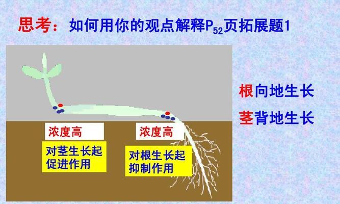 如何快速让一叶莲生根（掌握这些技巧让你轻松实现种植愿望）