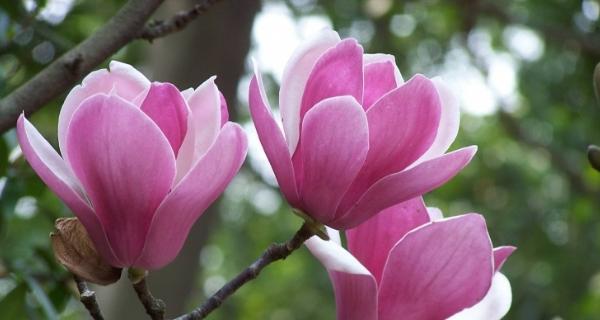 花语之美（探寻花朵背后的情感世界）