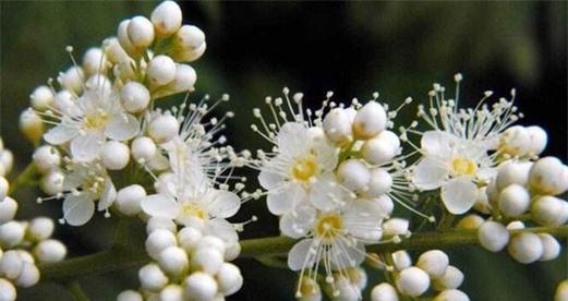 依米花的花语——守护与祝福（用依米花表达真挚的情感）