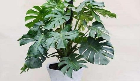 如意植物的浇水频率到底多少合适（揭开如意植物的浇水秘密）