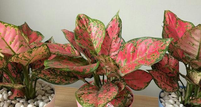 吉祥如意花的养殖方法和注意事项（让花儿在家里开心绽放的秘诀）