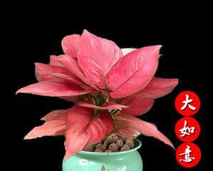 如意花的养殖方法与养护要点（打造迷人花园的必备技能）
