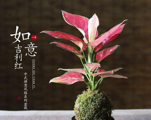 如意花的水养技巧（如何科学浇水让如意花茁壮成长）