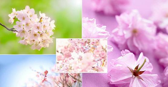 樱花花语（用花语诠释樱花的含义与情感）