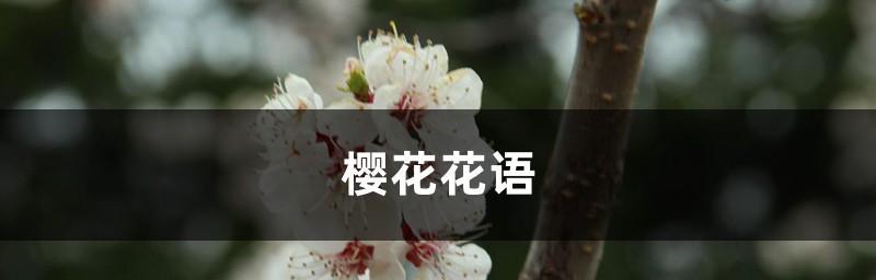 樱花花语（美丽绽放的樱花）