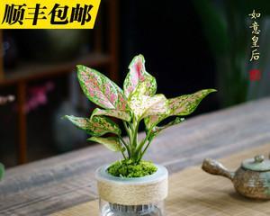 如意皇后的种植方式-水培还是土培（探究如意皇后在水培和土培中的生长效果）