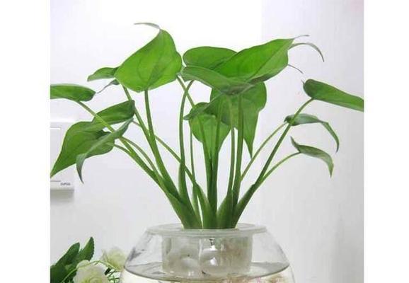 如意皇后的种植方式-水培还是土培（探究如意皇后在水培和土培中的生长效果）