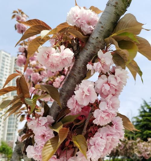 樱桃花的花语与意义（传承千年的美丽与希望）