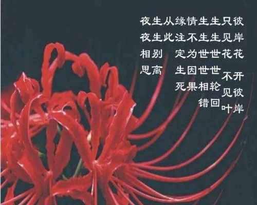 永生花的花语（探索永生花的美与寓意）