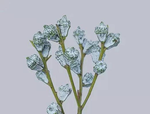 尤加利的花语与寓意（追寻清新与治愈的力量）