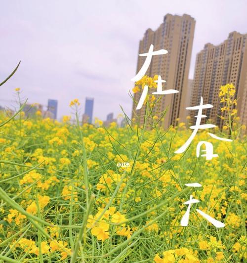油菜花的文化背景与花语（春天的黄海）