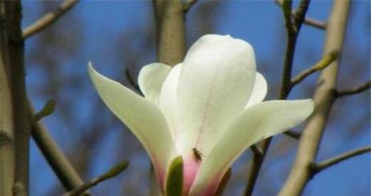 玉兰花的花语与寓意（探究玉兰花的美丽传说与象征意义）