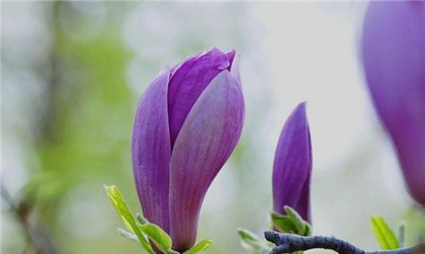 玉兰花的寓意与象征（探寻玉兰花寓意的深层内涵）