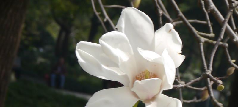 玉兰花（玉兰花的象征意义及文化内涵）