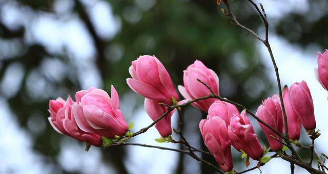 玉兰花（玉兰花的象征意义及文化内涵）